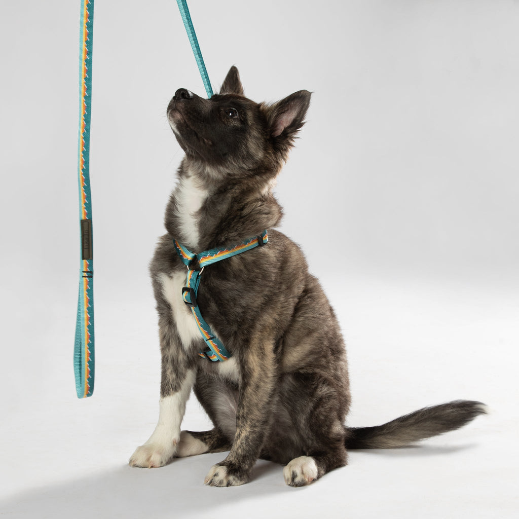 Classic Dog Leash 3/4''