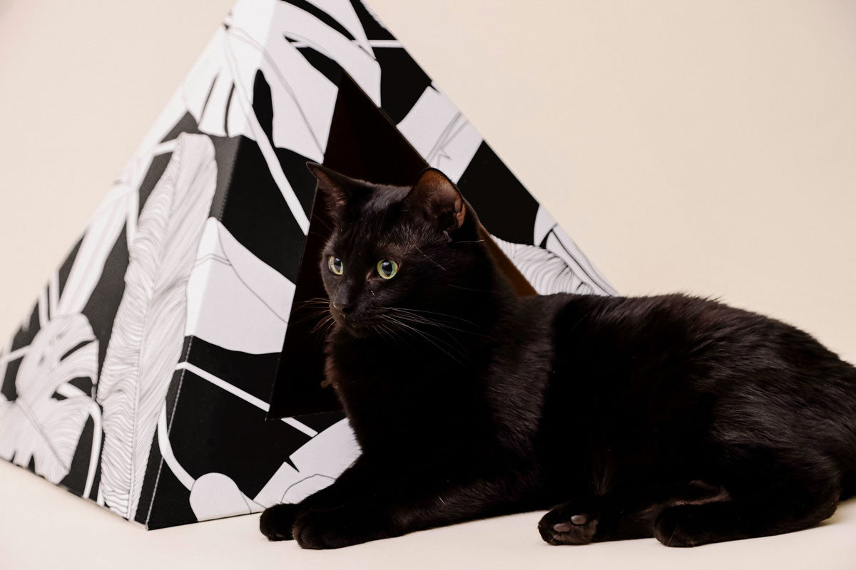 'Dark Paradise' Cardboard Cat Pyramid